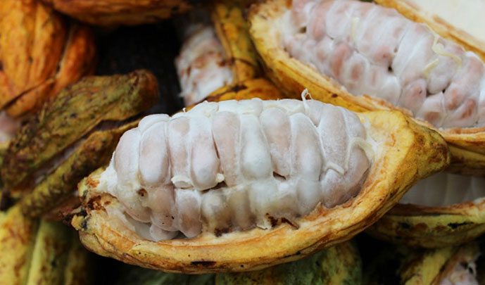 میوه کاکائو